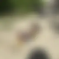 Totomoris
