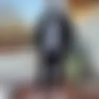 Bull38