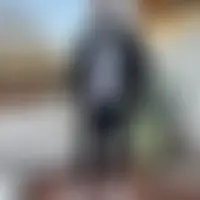 Bull38